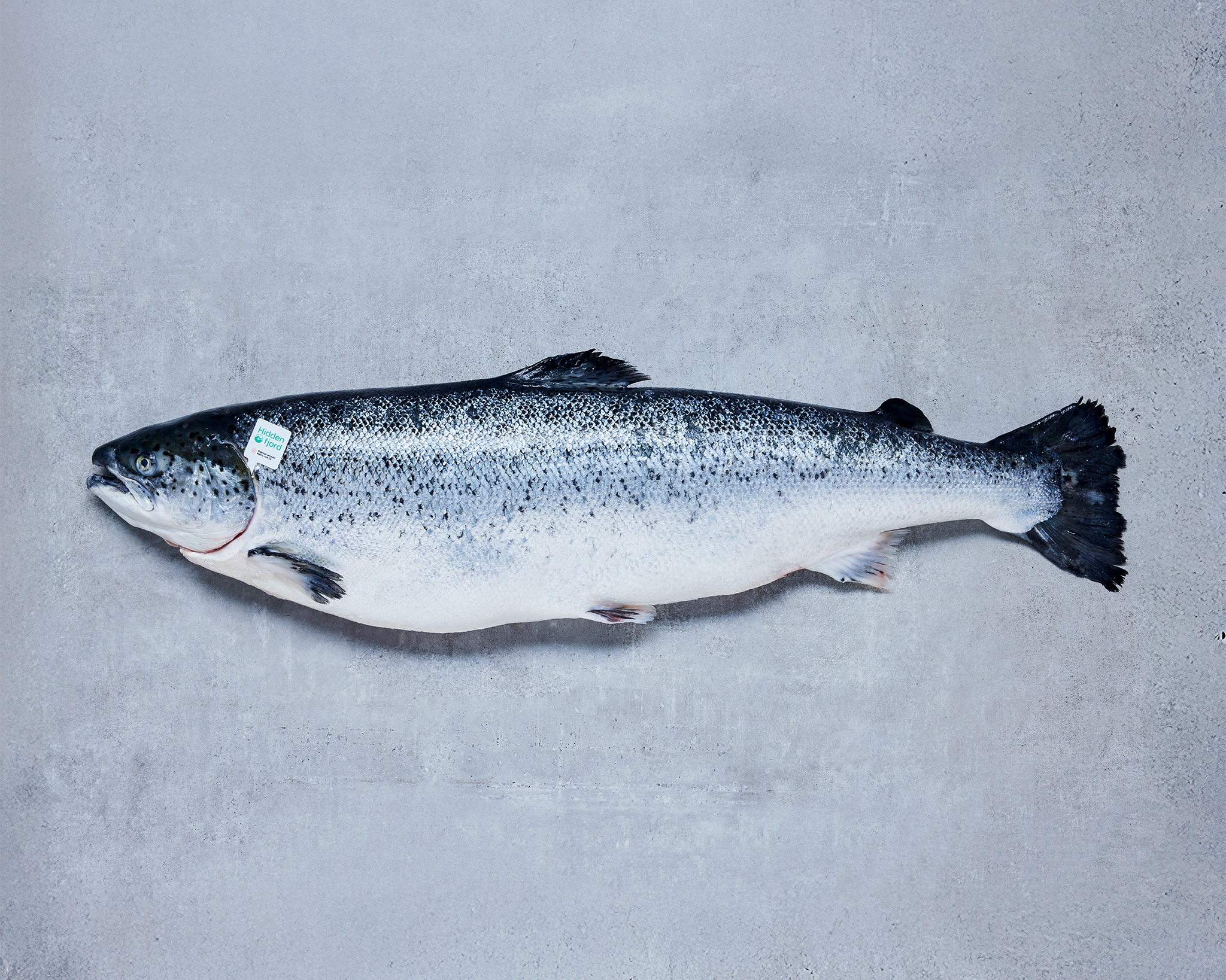 1020208 lachs faroer 5 6kg