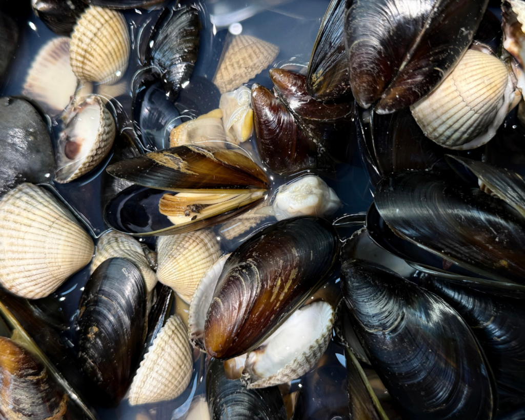 muscheln